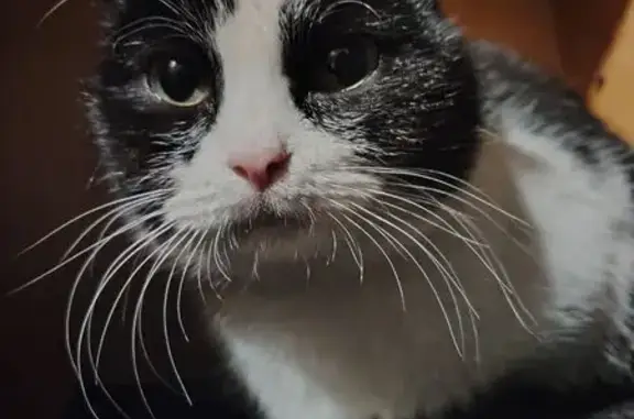 Пропала кошка на Войкова, 92Б, Кисловодск - photo