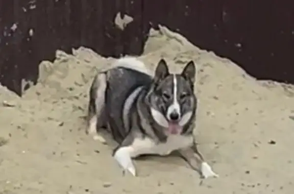 Пропала собака, Пензенская ул., 7, Пенза - photo