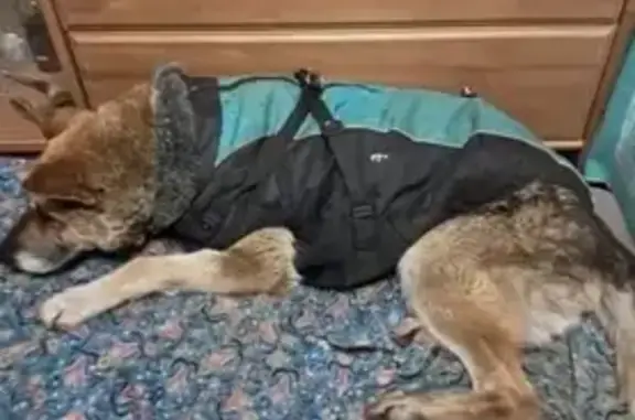 Найдена собака, Санкт-Петербург, фото: Найдена овчарка у дома 86 Октябрьской наб.