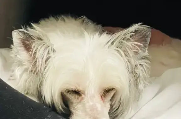 Пропала собака, ул. Козлова, 9, Апатиты - photo