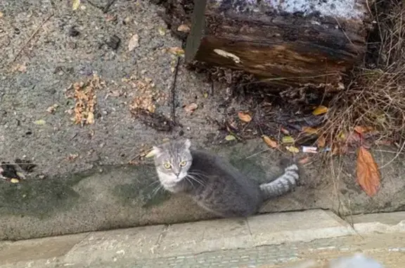 Найдена кошка, Сочи, фото: Найдена серая кошка, Пирогова 26Б, Сочи