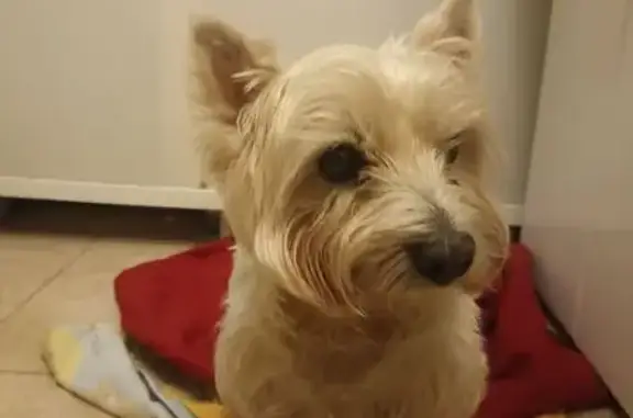 Найдена собака, Калининград, фото: Собака найдена: Гостиная ул., 28А, Калининград