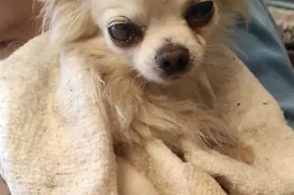 Найдена собака, Яснополянское, фото: Чихуахуа найдена, Больничная ул., Яснополянское