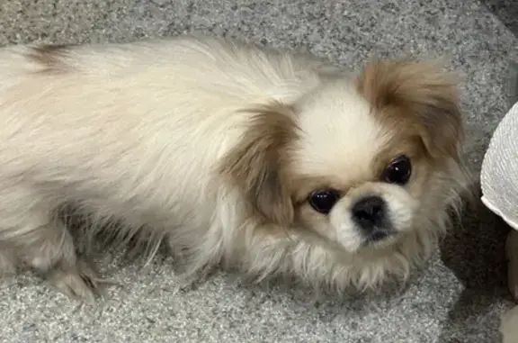 Найдена собака, Брянск, фото: Собака найдена на Полесской, Брянск