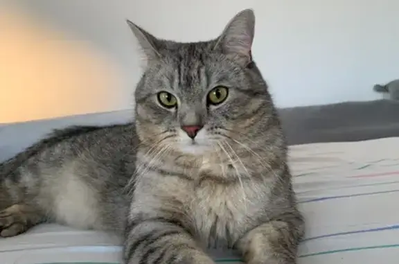 Пропала кошка, с. Ягодное, Самарская обл. - photo