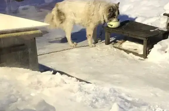 Пропала собака, Хабаровск, Хабаровский край - photo
