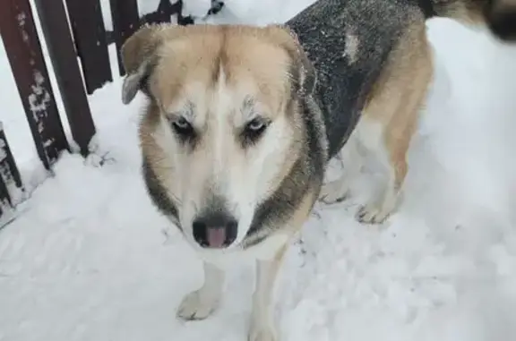 Найдена собака, Язвище, фото: Собака найдена у церкви, Язвище, МО