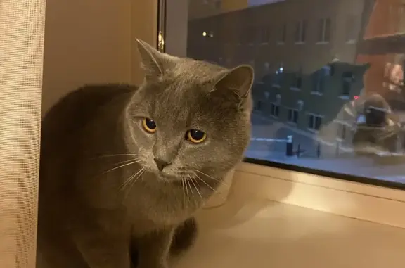 Найдена кошка, Тюмень, фото: Серый кот найден на Геологоразведчиков, 6В