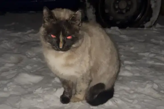 Найдена кошка, Кисловодск, фото: Найдена кошка, ул. Октябрьская, 57Б