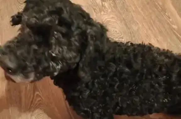 Найдена собака, Жигули, фото: Найдена собака, Жигули, трасса 