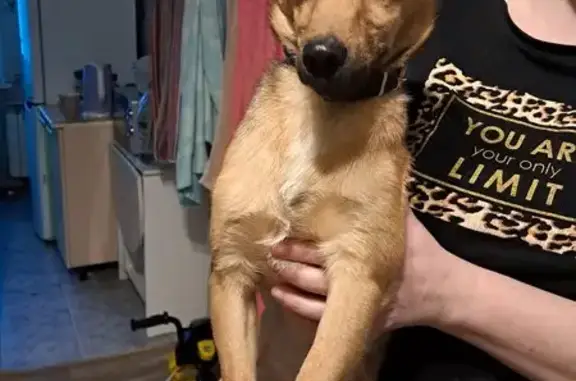 Найдена собака, Томск, фото: Собака найдена у 13 гимназии, Томск