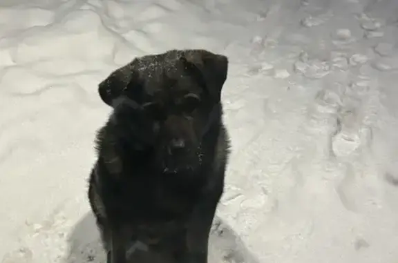 Найдена собака, Кудрово, фото: Собака найдена: Каштановая аллея, Кудрово