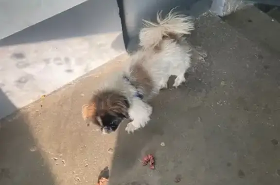 Найдена собака, Чита, фото: Собака найдена в подъезде, Чита, 11