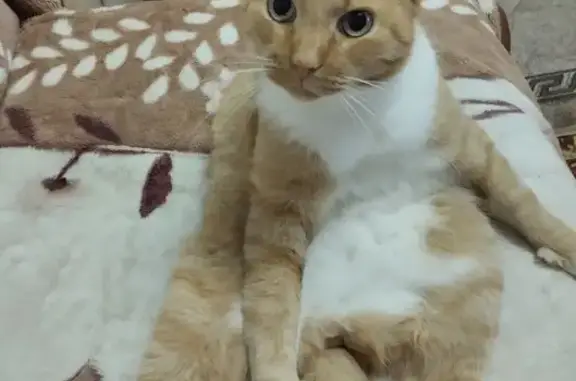 Пропала кошка, Советская 41, Петрозаводск - photo