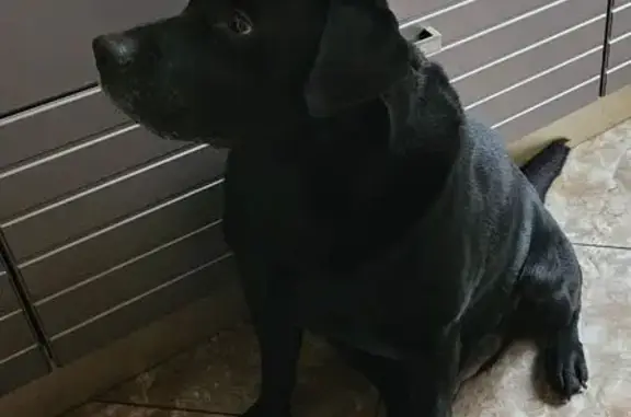 Собаки потеряшки, Страховское, фото: Потеряшка собака в д. Свинская, Тульская обл.