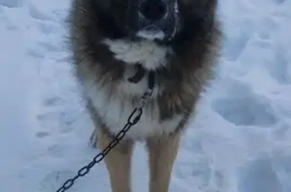 Найдена собака, Томск, фото: Собака найдена у Герасименко, 3в, Томск