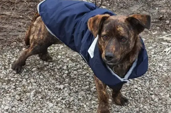 Пропала собака, ул. Ударников 36А, Липецк - photo