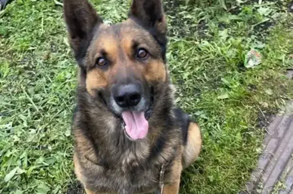 Пропала собака, Донской, Тульская обл. - photo