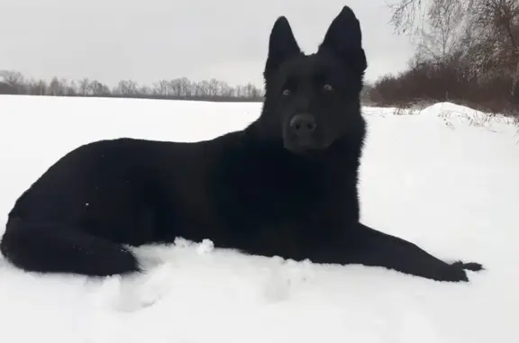 Пропала собака, Комсомольская ул., Ядрин - photo