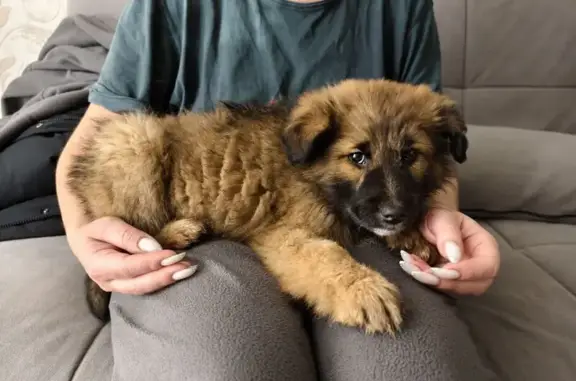 Найдена собака, Саратов, фото: Щенок найден: Высокая ул., 6/7, Саратов