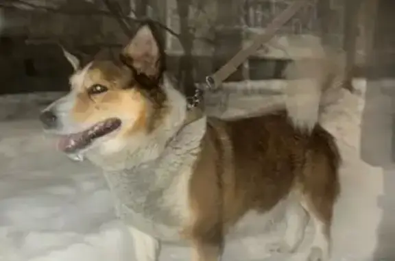 Найдена собака, Екатеринбург, фото: Собака найдена на ул. Новгородцевой, 21