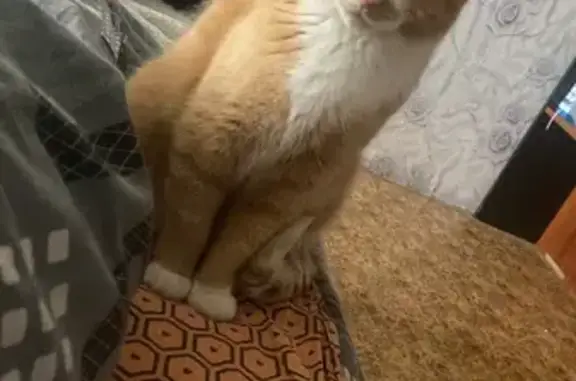 Кошки потеряшки, Магадан, фото: Потеряшка рыжий кот, Колымское шоссе, 4