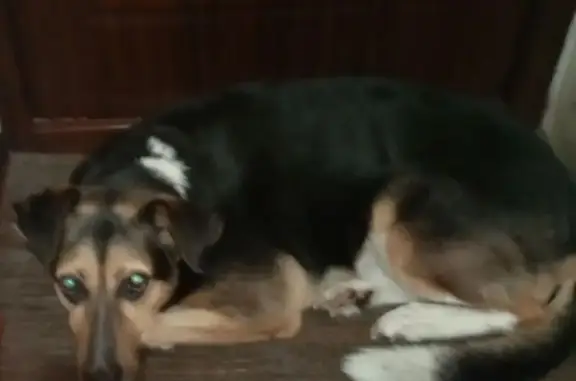 Пропала собака, пр. Мира 25 к1, В. Новгород - photo