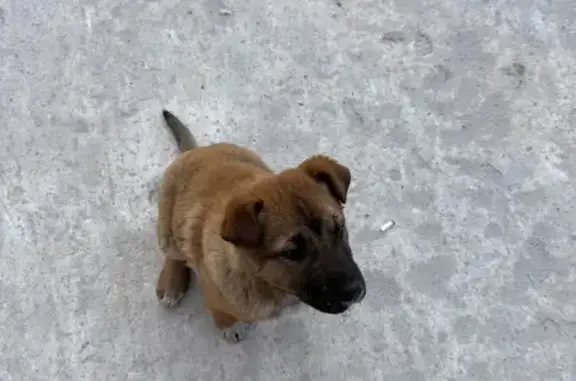 Найдена собака, Чита, фото: Щенок найден на ул. Ленина, Чита