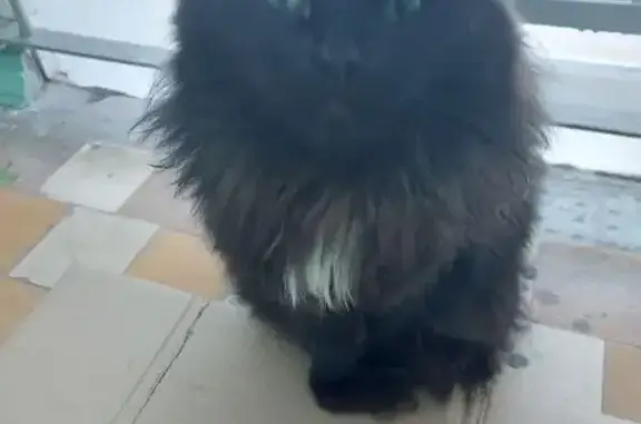 Найдена кошка, Челябинск, фото: Кошка найдена на Пушкина 27А, Челябинск