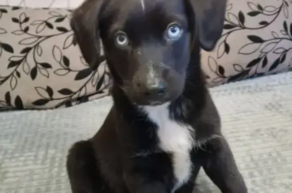 Найдена собака, Саратов, фото: Щенок найден: Пензенская ул., 25, Саратов