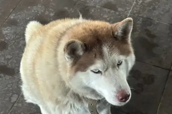 Найдена собака, Майкоп, фото: Собака найдена на ул. Пугачёва, Майкоп