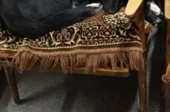 Пропала собака на Авангардной, 18, Омск - photo