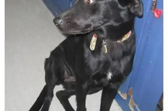 Пропала собака, Омск, Омская область - photo