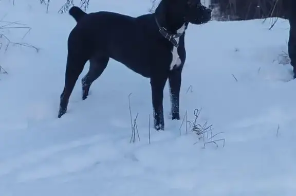 Пропала собака в Сосновом Бору, Ленобласть - photo