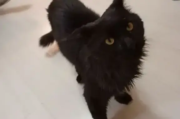 Найденные животные Курган, фото: Кошка мейкун найдена, Конституции 66, Курган