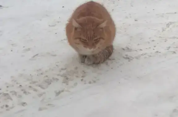 Найдена кошка, Иркутск, фото: Кошка найдена: Иркутск, Железнодорожная 34А