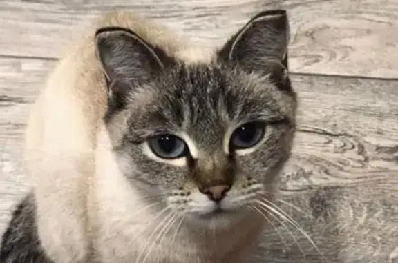 Пропала кошка, Брусничная 6, Маркова - photo