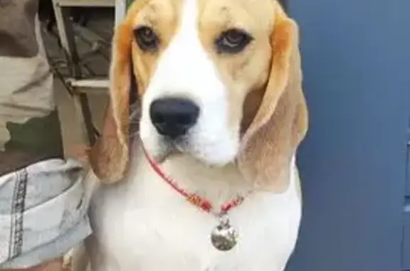 Пропала собака в Суховском, Ленобласть - photo