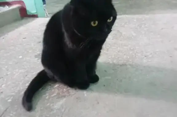 Найдена кошка, Майкоп, фото: Кошка найдена: Шоссейная ул., 20, Майкоп