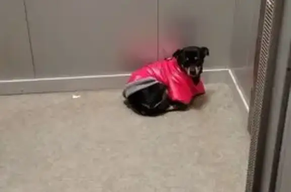 Найдена собака, Оренбург, фото: Собака найдена: пр. Гагарина 29/1, Оренбург