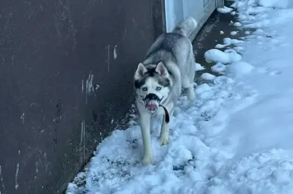 Найдена собака, Москва, фото: Хаски найдена на Беломорской, Москва