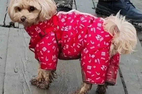 Пропала собака, Южная ул., Екатеринбург - photo