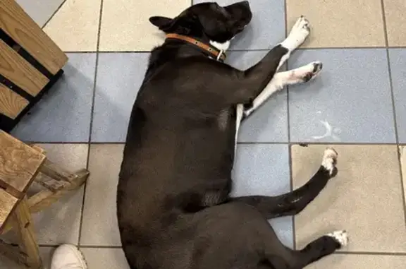 Найдена собака, Калининград, фото: Собака найдена: Броненосная ул., Калининград