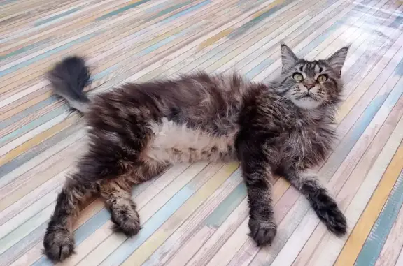 Найдена кошка, Старый Оскол, фото: Найдена кошка, ул. Поглазова 2В, Старый Оскол