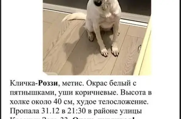 Пропала собака на ул. Красных Зорь, Москва - photo