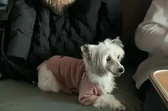 Пропала собака Берта, ул. Козлова 9, Апатиты - photo