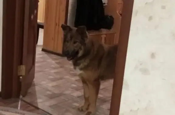 Пропала собака, ул. Мелиораторов 37 - photo