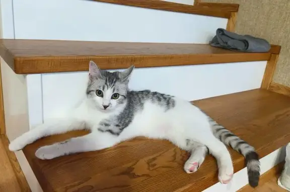 Пропала кошка, 1-я Земляничная, 4, Астрахань - photo