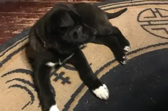 Найдена собака, Кратово, фото: Найдена собака, Зелёная ул., Кратово