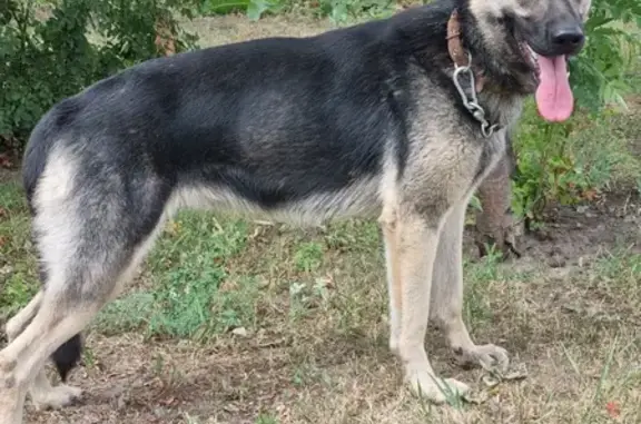 Пропала собака, ул. Парижской Коммуны, Елец - photo